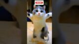 Kucing gemoy
