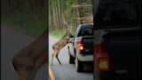 A deer's courageous act prevents a car driver from harm#animals #rescue #deer #shorts