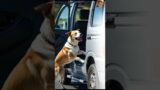 Animals Threatening Signals To The Human Being #dog #rescue #animals