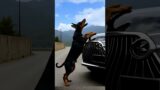 Animals help the dogs #shorts #rescue