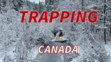 Chasing Lynx, Trapping Marten and Mink and Looking For Wolves
