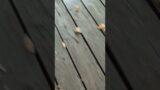 Chipmunk aborts plan and sprints away to avoid a well-known troublemaker. #shorts