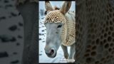 Donkey Rescue Mission: From Barnacle Infestation to Recovery” #animals #wildliferescue #barnacles