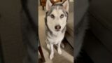 Don’t forget the cheese tax! #husky #dogeat #cutedogs #doglovers #doglove #funnydog #dogvideo #dogs