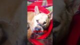 From Suffering to Hope #shorts #dogs #rescue #love