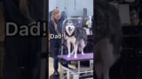 Funny Husky say English