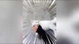 Funny cat video compilations – Cute little troublemaker