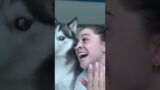 Funny husky #dog #funnydog #husky #pet #foryou #fyp