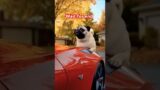 Heroic Dog Comes to the Rescue of Injured Cat #shorts #short #ytshorts