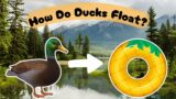 How Do Ducks Float – The Magic of Ducks