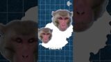 Is the 100 Monkey Effect Science or Myth?