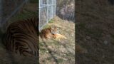 Kimba Tiger Sunbathing  #cutecats #catvideos #cat #cats #cutecats