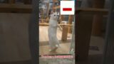 Kucing gemesin