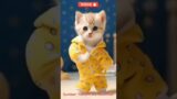 Kucing lucu joget