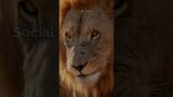 Lions: facts #india #facts #china #animals #funny #funnyshorts #funnyvideo #fun #funnyvideos #fun