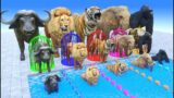 Long Slide Game With Elephant Gorilla Buffalo Hippopotamus Tiger 3d Animal Game Funny 3d Animals
