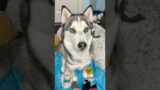 My husky repeats after me! #husky #cutedogs #funnydogs #doglovers #dogshorts #dogvideos #dogs