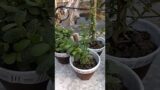 Plants #handmade #terracotta #art #gifts