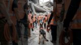 Rescue Dog’s Incredible Mission During a Massive Earthquake #CuteAnimals #rescue #EmotionalStory