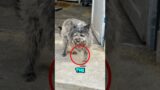 “Rescuing Strays: A Woman's Unwavering Love for Abandoned Animals”#animals #pets #dog #cat #kitten