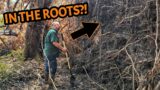 Searching for the IMPOSSIBLE – Will We Find it in the Hurricane Damaged Forests of Georgia?!