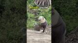 Smart Dog to the Rescue! A Heartwarming Moment #shorts #videoshorts #animals