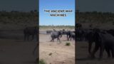 THE ANCIENT WAR MACHINES #earth #history #nature #war #youtubeshorts