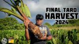 Taro Farming Plantation Life On NIUE ISLAND, 2024!