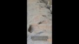 The Secret of the Terracotta Army #shortvideo #shorts #shortsfeed #subscribe