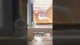 The kind family saved an injured fox, and then this happened #rescue #fox #animalshorts
