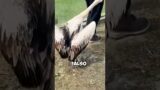 This Pelican is the troublemaker of the zoo  #animals #cuterabit #dog