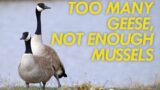 Too Many Geese and Not Enough Mussels | Great Lakes Now