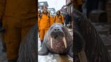 Walrus Rescue: Guiding a Giant Back to the Arctic Sea #rescue #shorts #walrus