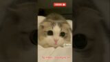 Waw kucing lucu