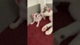 a troublemaker since day 1 #shorts #cats #funnyanimals