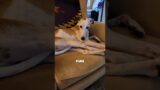 #beats #hiphop #music #piano #typebeat #breakingnews #cutedog #breakingbeats #pets